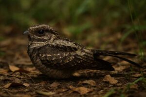 Image of a Ladder-tailed Nightjar in its natural habitat