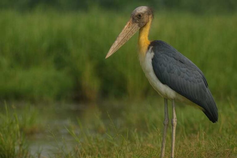 Image of a Lesser Adjutant in its natural habitat