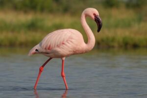Image of a Lesser flamingo