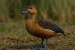 Image of a Lesser Whistling Duck in its natural habitat