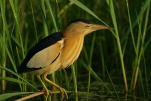 Image of a Little Bittern in its natural habitat
