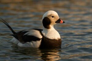 Image of a Long-tailed Duck in its natural habitat