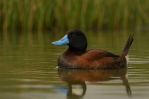 Image of a Maccoa Duck in its natural habitat