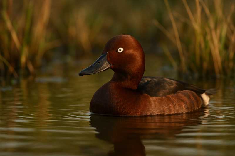 Image of a Madagascar Pochard in its natural habitat