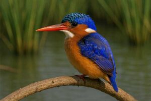 Image of a Malachite Kingfisher in its natural habitat