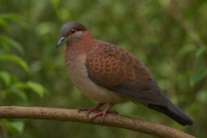 Image of a Malagasy Turtle Dove in its natural habitat
