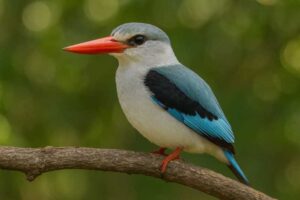 Image of a Mangrove Kingfisher in its natural habitat
