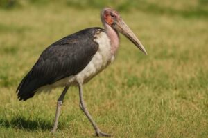 Image of a Marabou stork