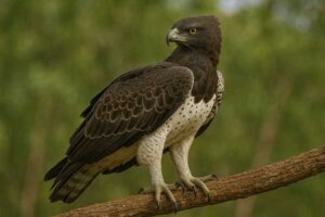Image of a Martial Eagle in its natural habitat