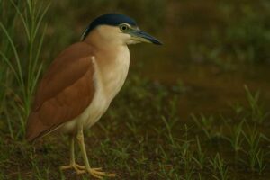 Image of a Nankeen Night Heron in its natural habitat