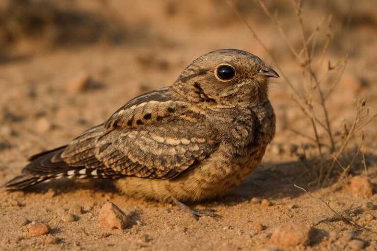 Image of a Nubian Nightjar in its natural habitat