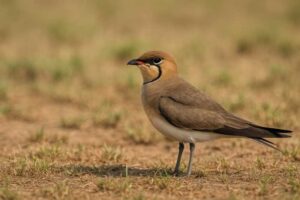Image of a Oriental Pratincole in its natural habitat