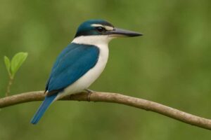 Image of a Pacific Kingfisher in its natural habitat