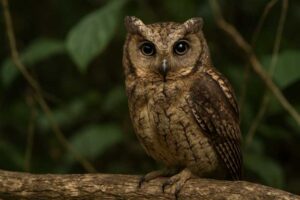 Image of a Palau Scops Owl in its natural habitat