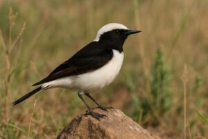 Image of a Pied Wheatear in its natural habitat