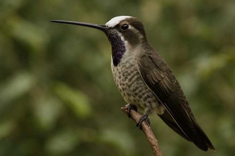Image of a Plain-capped Starthroat in its natural habitat