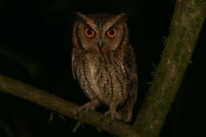 Image of a Rajah Scops Owl in its natural habitat
