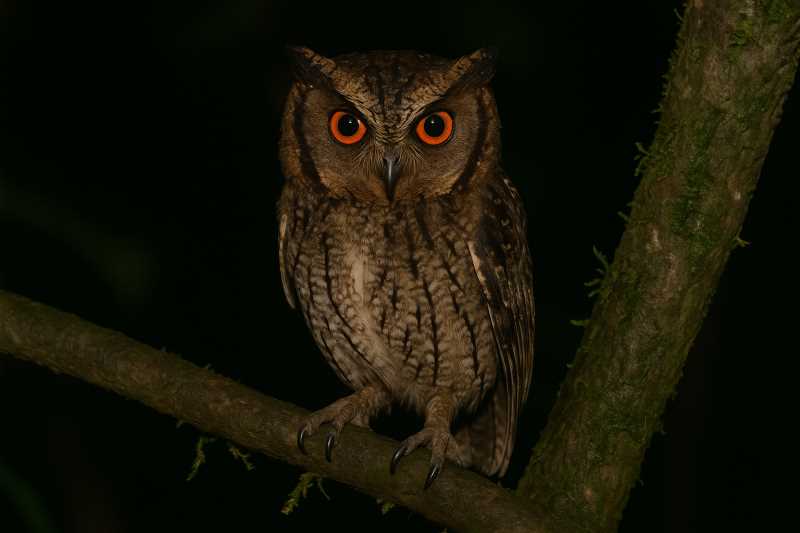Image of a Rajah Scops Owl in its natural habitat