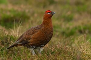 Image of a Red Grouse in its natural habitat