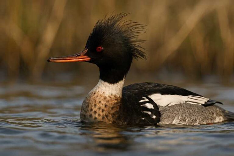 Image of a Red-breasted Merganser in its natural habitat