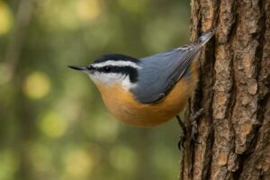 Image of a Red-breasted Nuthatch in its natural habitat