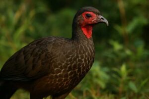 Image of a Red-faced Guan in its natural habitat