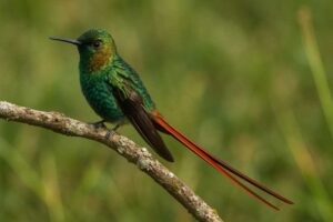 Image of a Red-tailed Comet in its natural habitat
