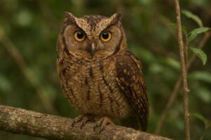 Image of a Rinjani Scops Owl in its natural habitat