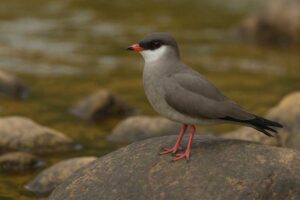 Image of a Rock Pratincole in its natural habitat