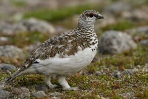 Image of a Rock Ptarmigan in its natural habitat