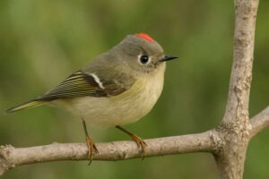 Image of a Ruby-crowned Kinglet in its natural habitat
