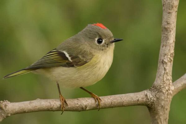 Kniglet Ruby-crowned Kinglet: A Jewel of the Avian World