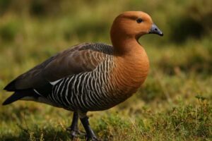 Image of a Ruddy-headed Goose in its natural habitat