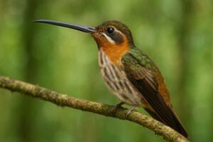 Image of a Saw-billed Hermit in its natural habitat