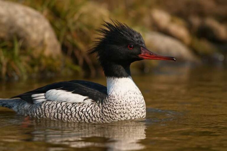 Image of a Scaly-sided Merganser in its natural habitat