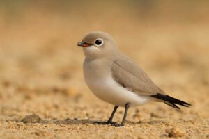 Image of a Small Pratincole in its natural habitat