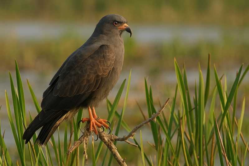 Image of a Snail Kite in its natural habitat