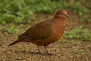 Image of a Socorro Dove in its natural habitat