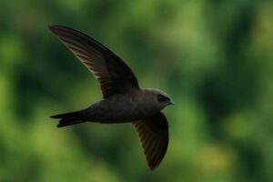 Image of a Sooty Swift in its natural habitat