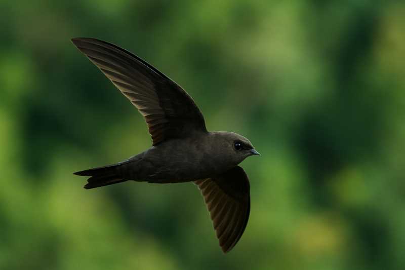 Image of a Sooty Swift in its natural habitat