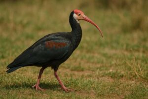 Image of a Southern bald ibis