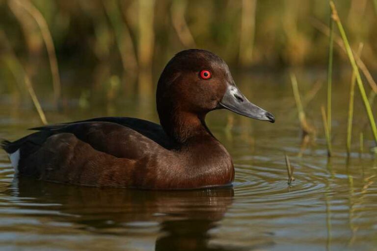 Image of a Southern Pochard in its natural habitat
