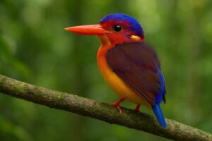 Image of a Sulawesi Dwarf Kingfisher in its natural habitat