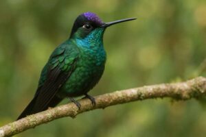 Image of a Talamanca Hummingbird in its natural habitat
