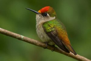 Image of a Tolima Blossomcrown in its natural habitat