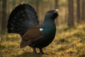 Image of a Western Capercaillie in its natural habitat