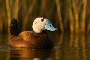 Image of a White-headed Duck in its natural habitat