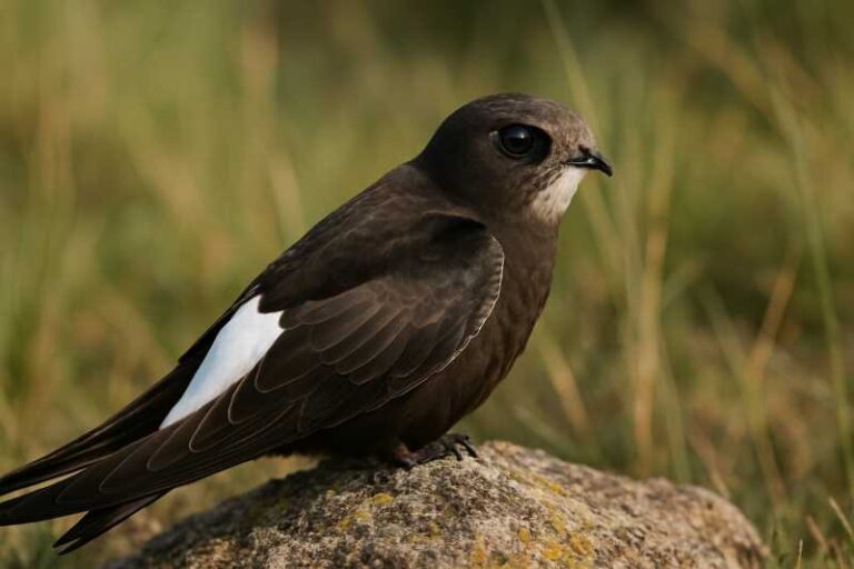 Image of a White-rumped Swift in its natural habitat