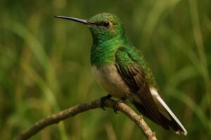 Image of a White-tailed Goldenthroat in its natural habitat