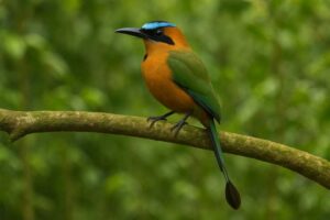 Image of a Whooping Motmot in its natural habitat
